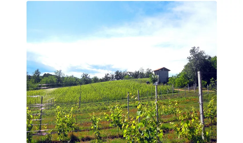 Cantina Fontechiara