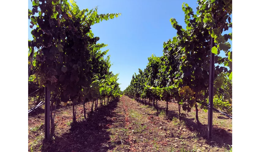 CANTINE - IMMAGINI GENERICHE - Cantine Gulino 8 (2)