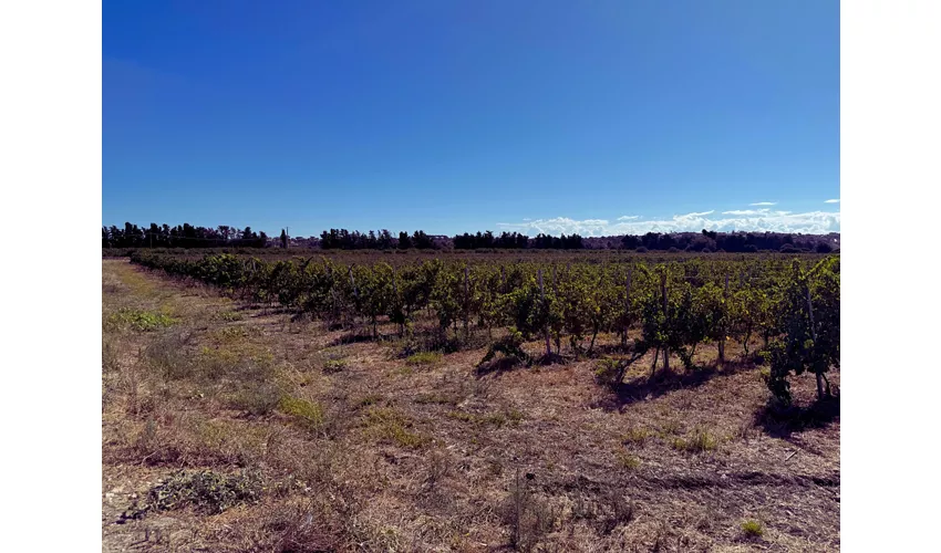 CANTINE - IMMAGINI GENERICHE - Cantine Gulino 8