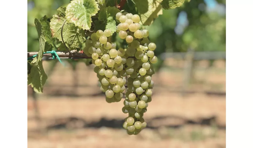 CANTINE - IMMAGINI GENERICHE - Cantine Gulino 9