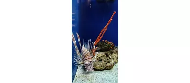 Acquario del Salento