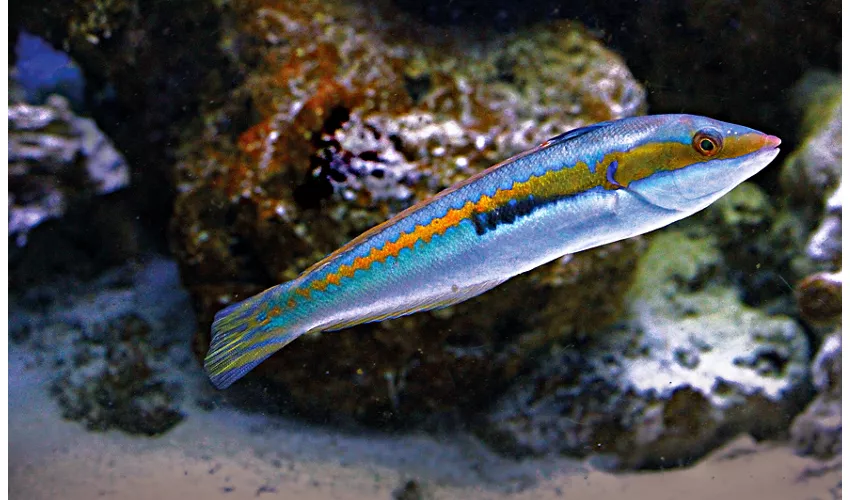 Acquario del Salento