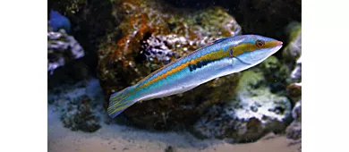 Acquario del Salento