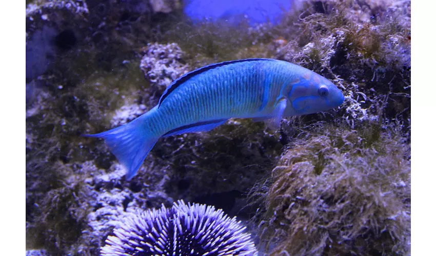 Acquario del Salento