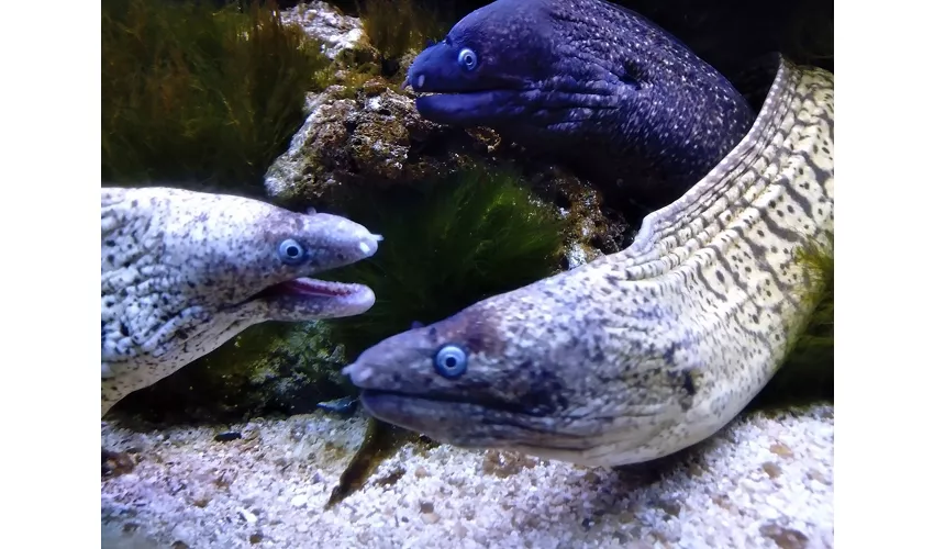 Acquario del Salento