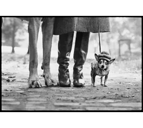 Elliott Erwitt in mostra a Bologna