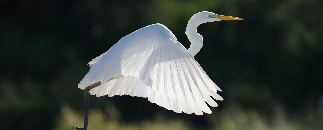 Réserve naturelle de Punte Alberete