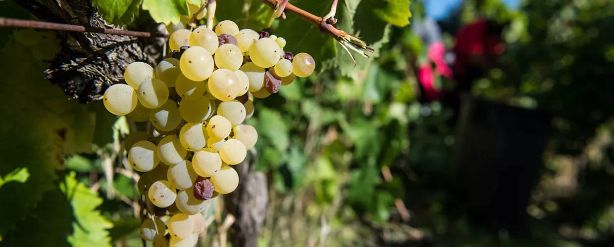 Exploitation agricole Capodarco