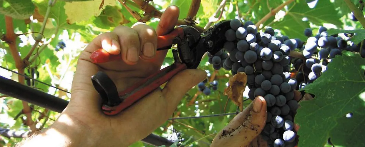Azienda agricola Aneghe Taneghe