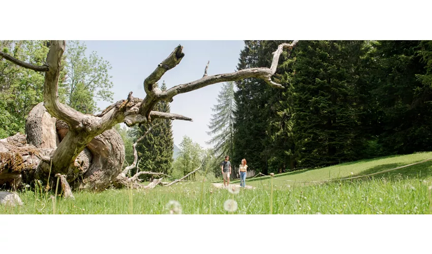 Arte Sella
