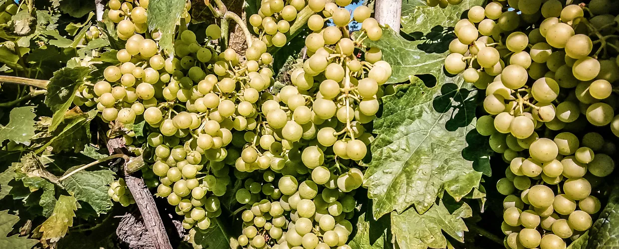 Exploitation agricole Maneterra