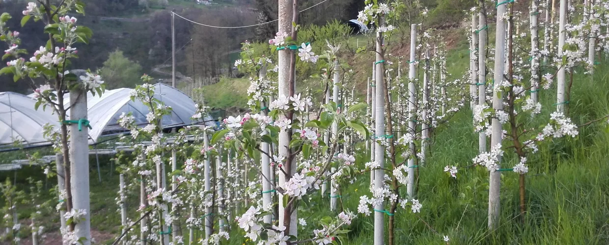 Azienda Agricola Maso Moser