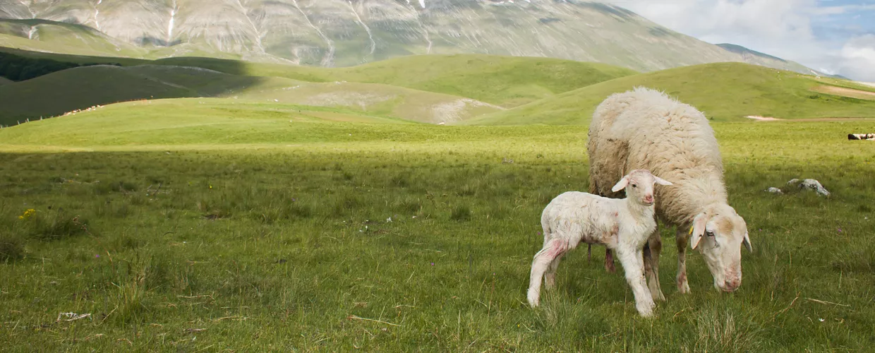 Landwirtschaftlicher Betrieb Scolastici