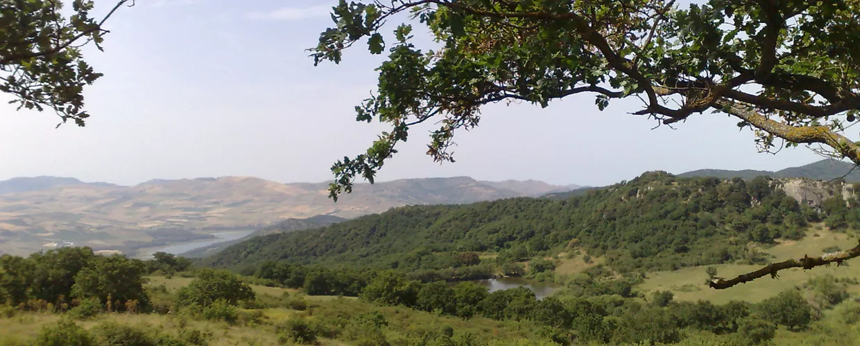 Forêt de la Ficuzza