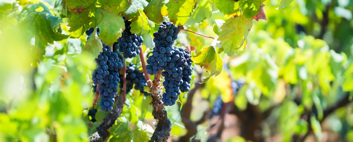 Cantina Supersanum (Weinkellerei)