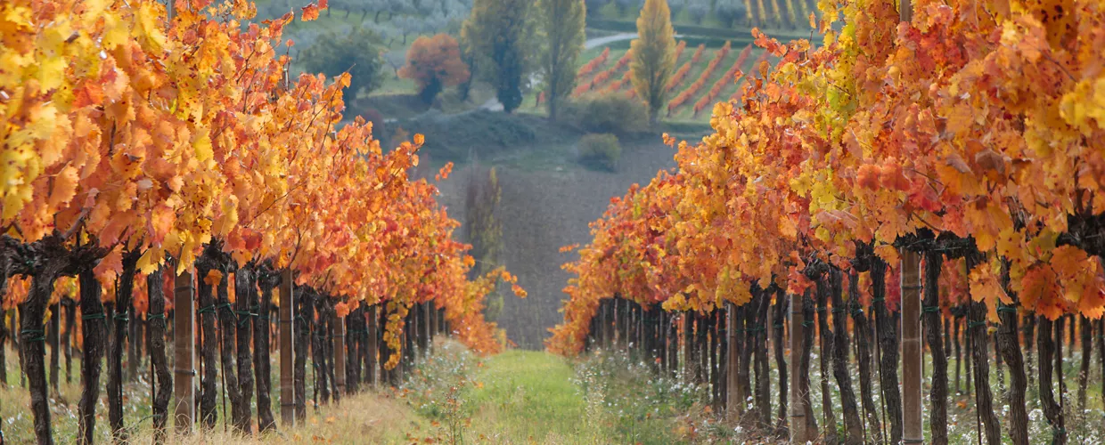 Cantine Aperte San Martino 2024