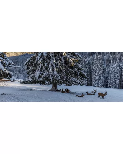 Centro visitatori del Parco Naturale Paneveggio Pale di San Martino
