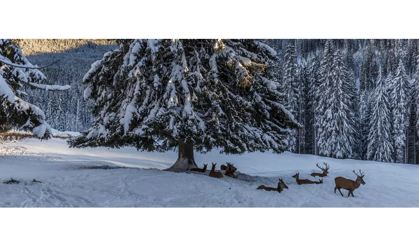 Centro de visitantes del parque natural Paneveggio Pale di San Martino