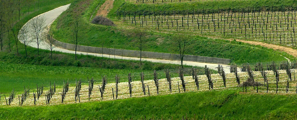 Dolegna del Collio