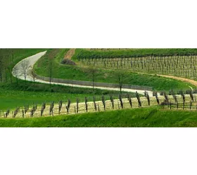 Dolegna del Collio