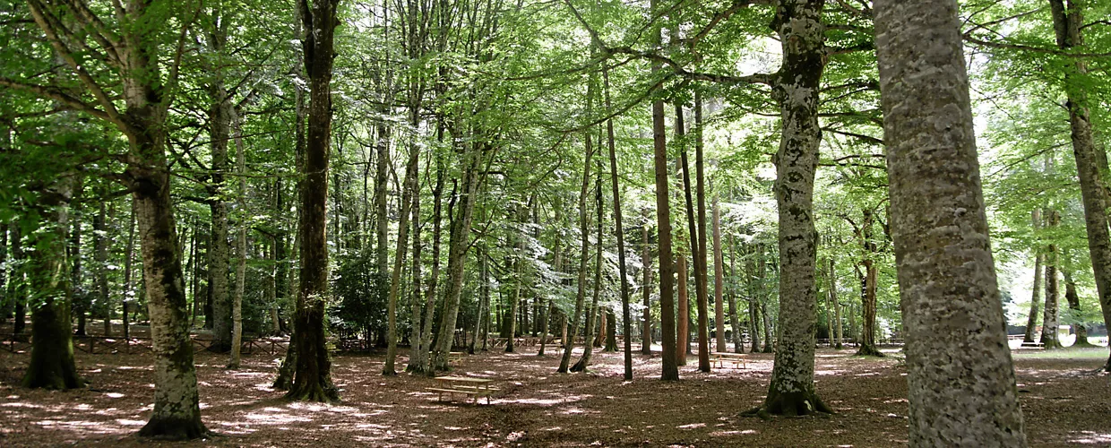 Forêt Umbra