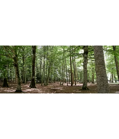 Foresta Umbra