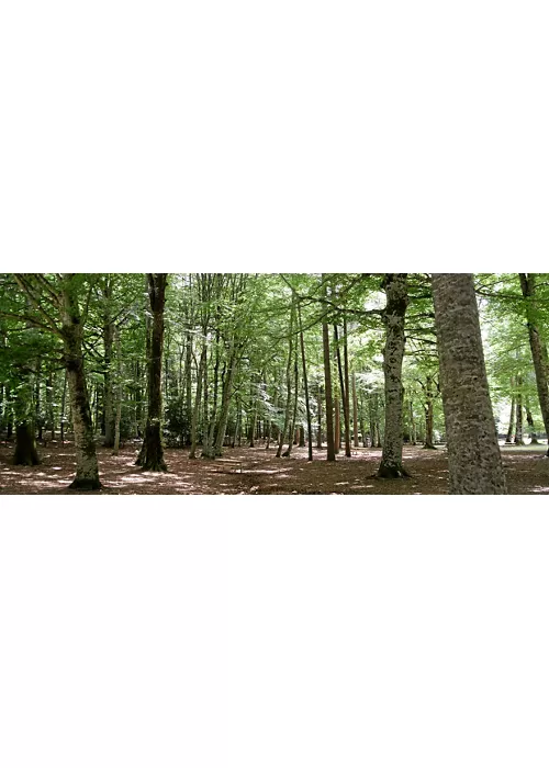 Foresta Umbra