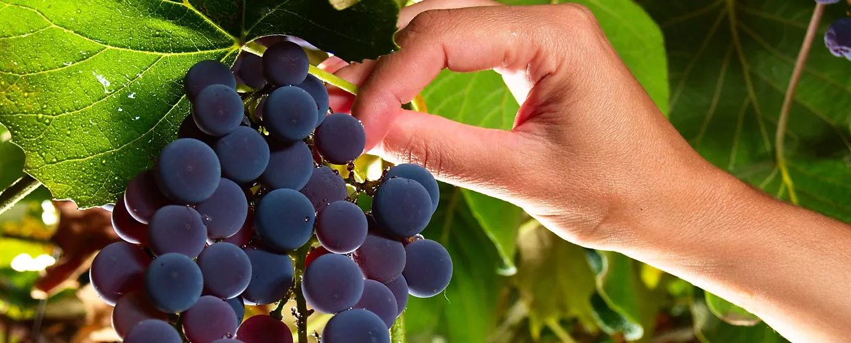 Weingut Fratelli Grimaldi