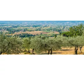 Ristorante il Frantoio