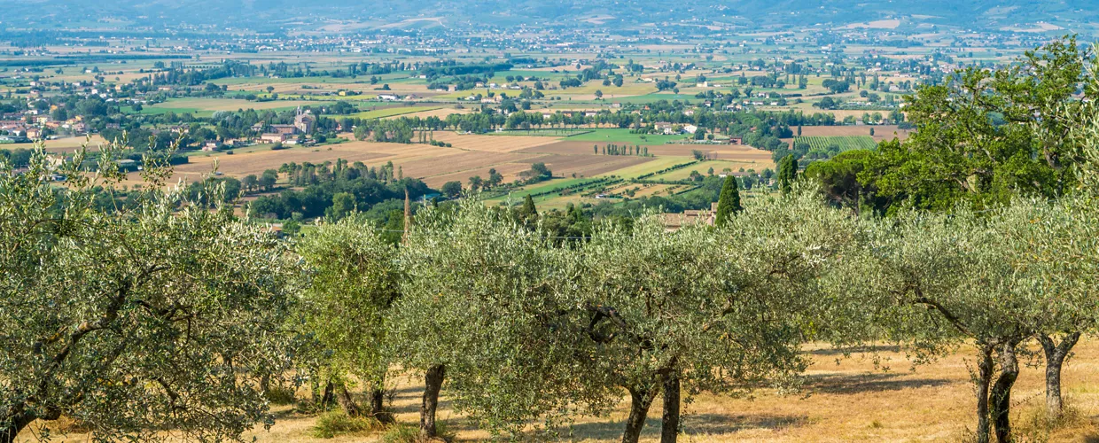 Ristorante il Frantoio