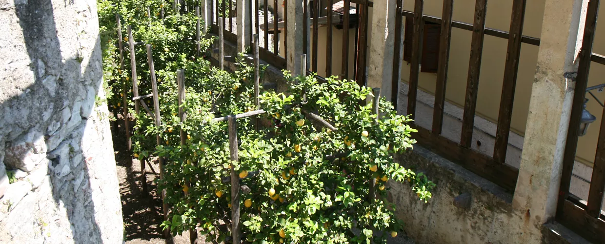 Limonaia del Castèl