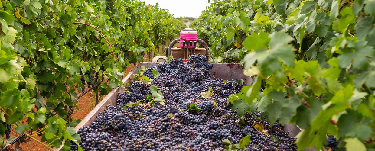 Museum der Zivilisation des Primitivo-Weins