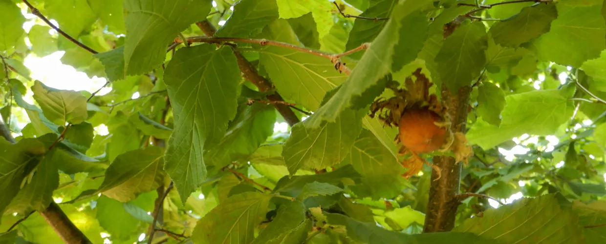 Nocciole d'Elite