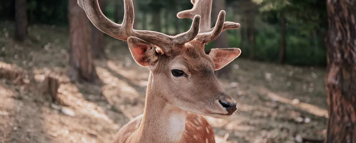 fallow-deer-wildlife-oasis