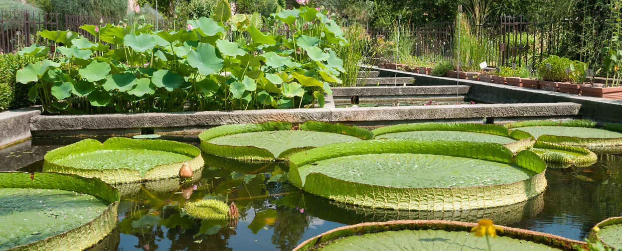 Jardin botanique de Padoue