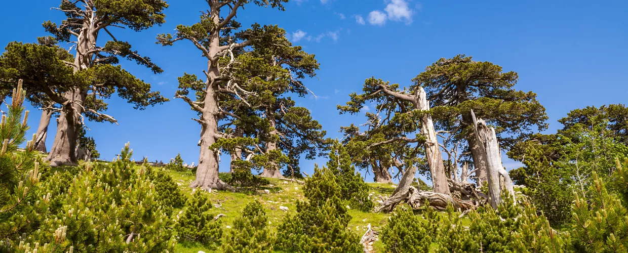 Nationalpark Pollino
