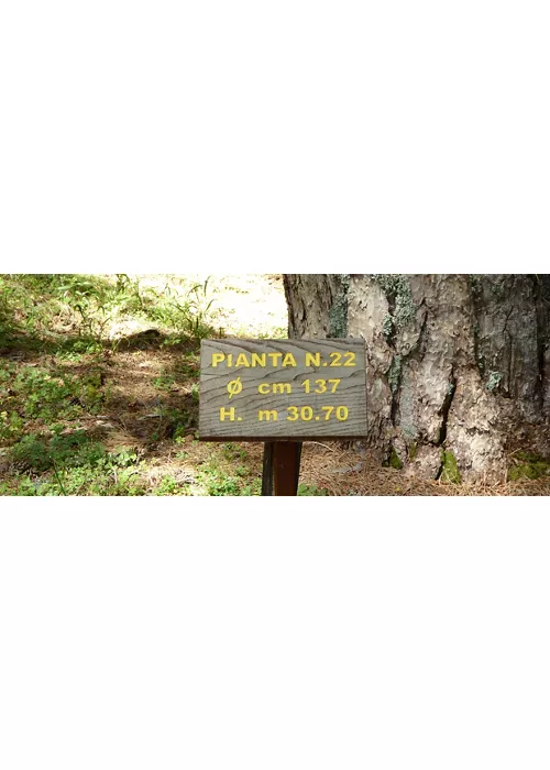 I Giganti della Sila