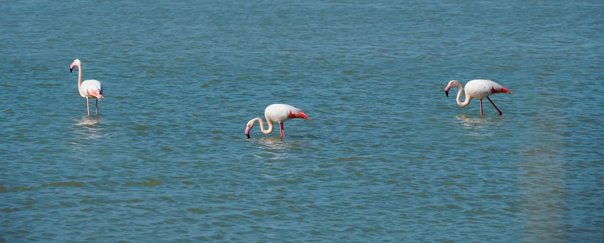 Riserva naturale orientata Oasi Faunistica di Vendicari