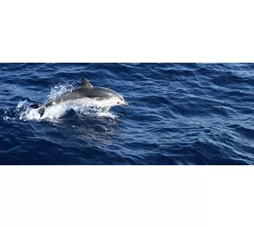 The Pelagos Sanctuary for Mediterranean Marine Mammals