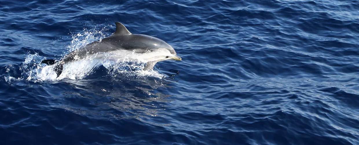 Santuario dei Cetacei