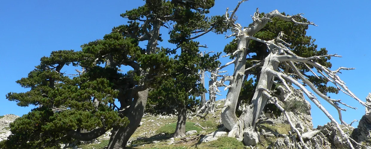 Serra Di Crispo