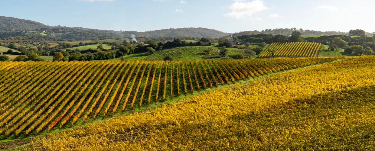 Route des vins Colli di Maremma