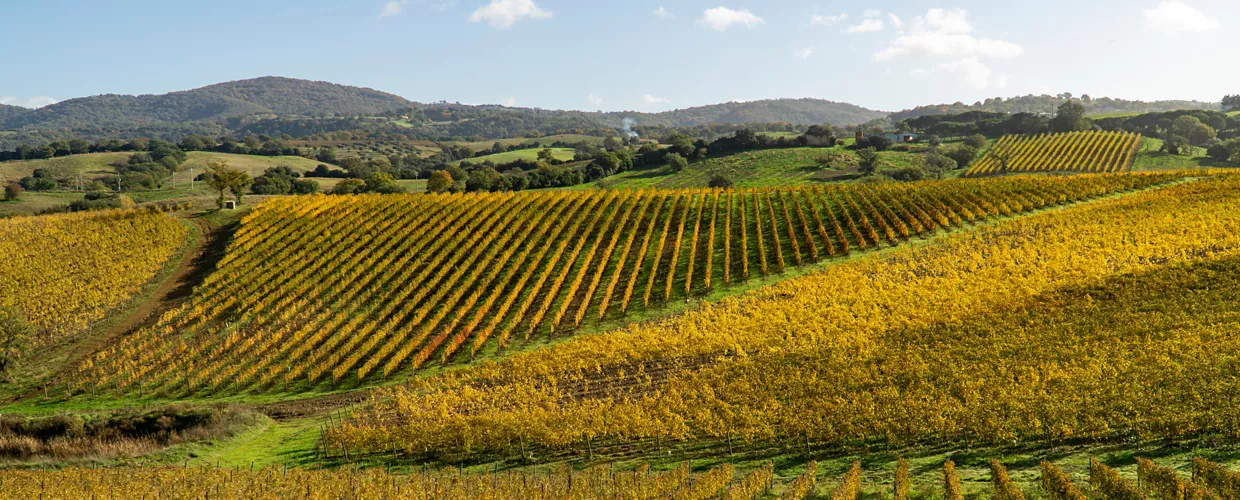 Strada del Vino Montecucco