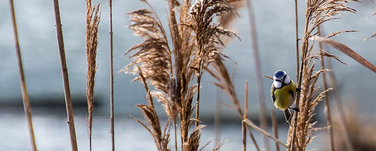 Das regionale Naturschutzgebiet Nazzano Tiber-Farfa