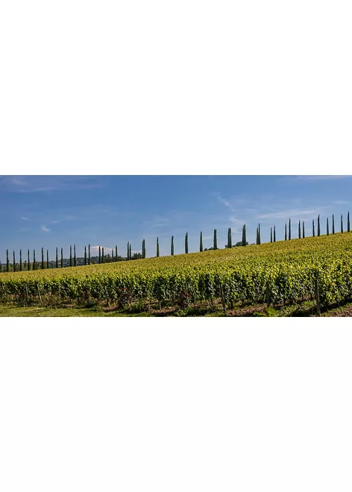 Il Grechetto di Todi