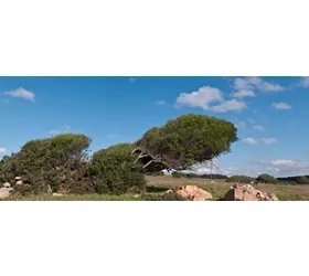 Aglientu