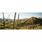 Run Among the Bubbles: Prosecco Running Festival 2025