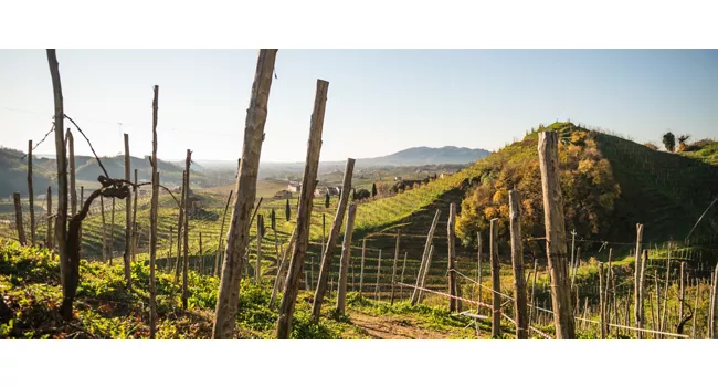 Run Among the Bubbles: Prosecco Running Festival 2025