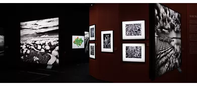 sebastiao salgado amazonia