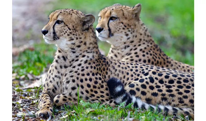 Parco Natura Viva: Biglietto a data aperta